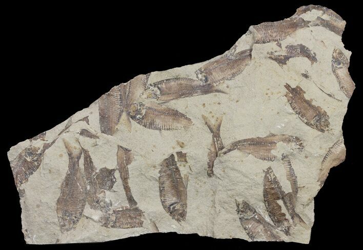 Fossil Fish (Gosiutichthys) Mortality Plate - Lake Gosiute #61567